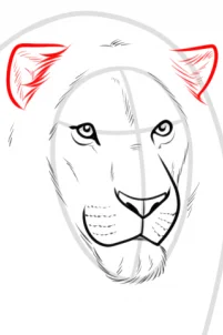 Drawing a Realistic Lion, Easy Tutorial, 11 Steps 16 drawing a realistic lion step 5 1 000000185965 3 - Drawing a Realistic Lion, Easy Tutorial, 11 Steps