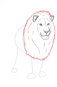 Drawing a Realistic Lion, Easy Tutorial, 11 Steps 19 drawing a realistic lion step 7 1 000000185967 3 - Drawing a Realistic Lion, Easy Tutorial, 11 Steps