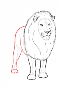 Drawing a Realistic Lion, Easy Tutorial, 11 Steps 21 drawing a realistic lion step 9 1 000000185969 3 - Drawing a Realistic Lion, Easy Tutorial, 11 Steps