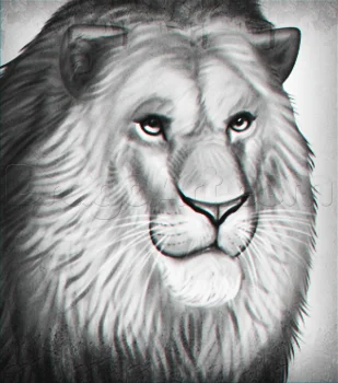 Drawing a Realistic Lion, Easy Tutorial, 11 Steps 12 drawing a realistic lion 1 000000022729 3 - Drawing a Realistic Lion, Easy Tutorial, 11 Steps
