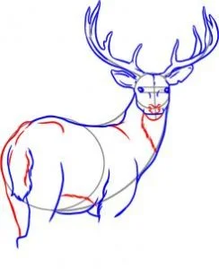 How to Draw a Deer, Easy Drawing Tutorial, 7 Steps 16 how to draw a deer step 5 1 000000000946 3 - How to Draw a Deer, Easy Drawing Tutorial, 7 Steps