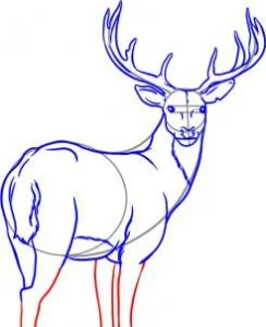 How to Draw a Deer, Easy Drawing Tutorial, 7 Steps 17 how to draw a deer step 6 1 000000000947 3 - How to Draw a Deer, Easy Drawing Tutorial, 7 Steps