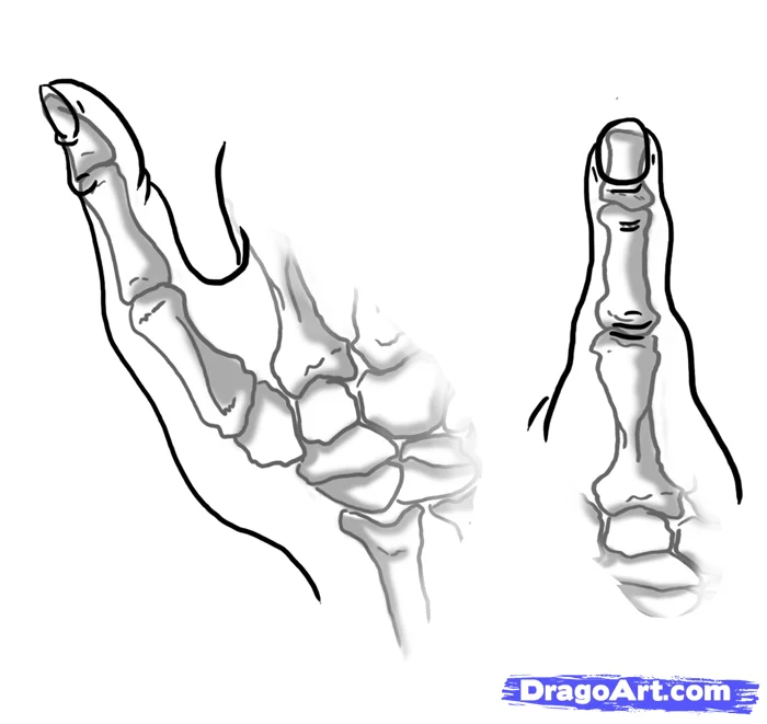 how to draw hands step 2 - How to Draw Hands, Easy Tutorial, 22 Steps