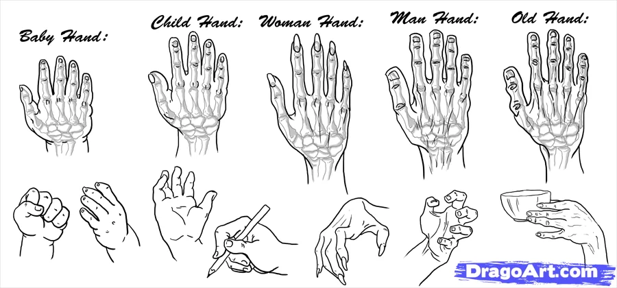 how to draw hands step 4 - How to Draw Hands, Easy Tutorial, 22 Steps