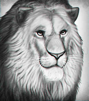 Drawing A Realistic Lion, Easy Tutorial, 11 Steps - Toons Mag