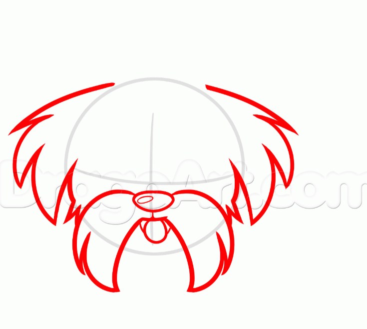 How To Draw A Shih Tzu, Easy Drawing Tutorial, 8 Steps - Toons Mag