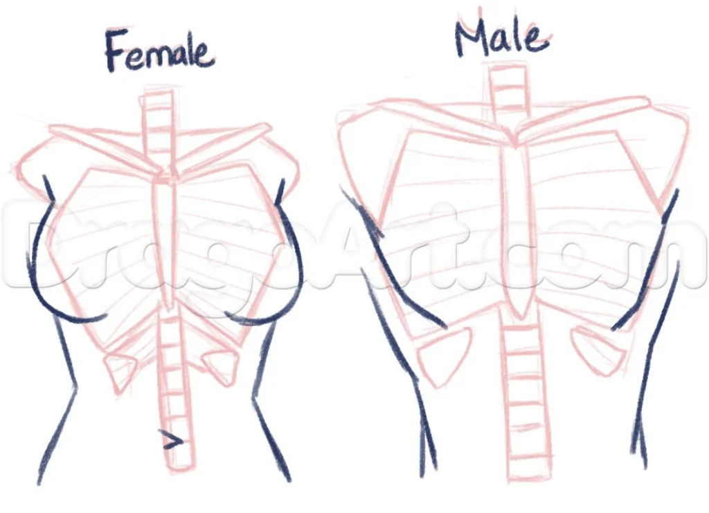 How to draw Anime Basic Anatomy'' (Anime Drawing Tutorial for Beginners) 