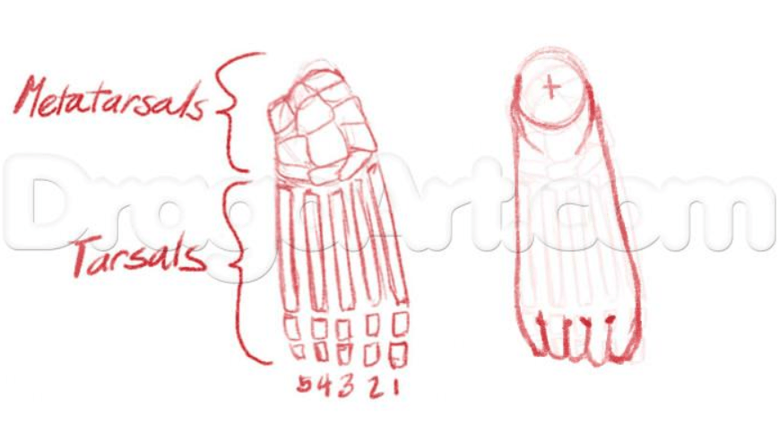 How Ti Draw Legs Anime : Anatomy Legs and Feets by Bardi3l on