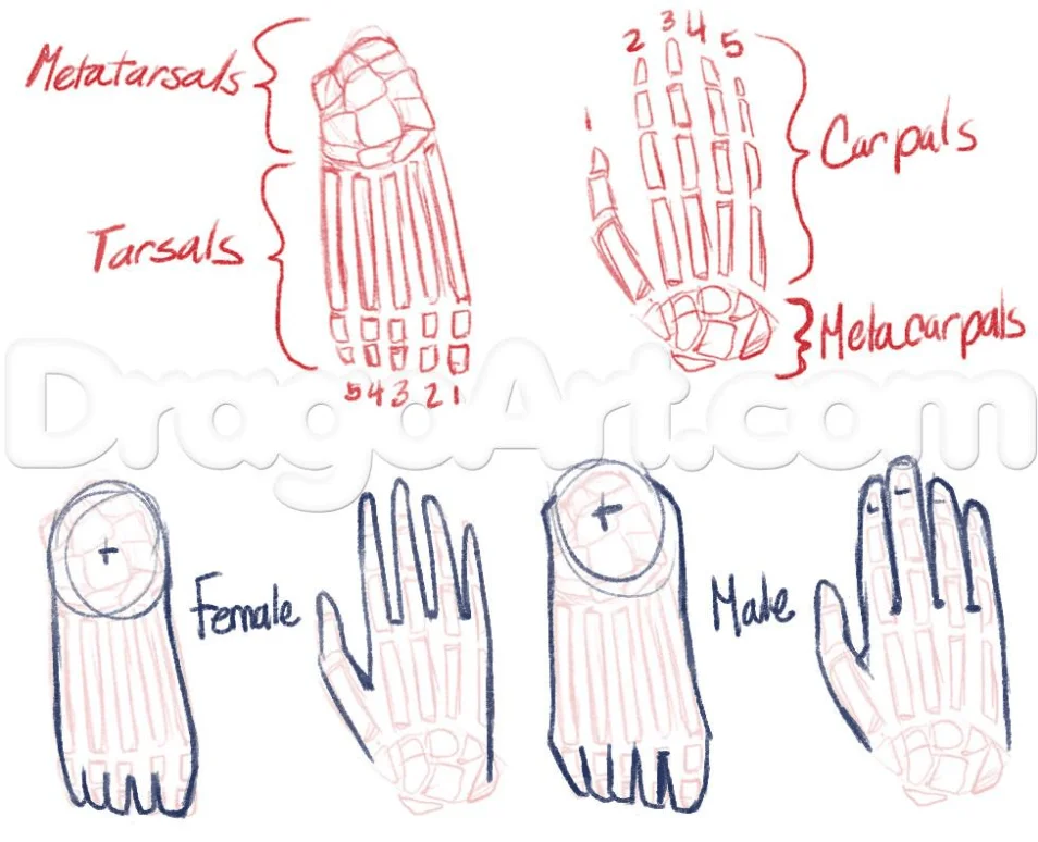 How To Draw Anime Anatomy, Easy Tutorial, 25 Steps - Toons Mag