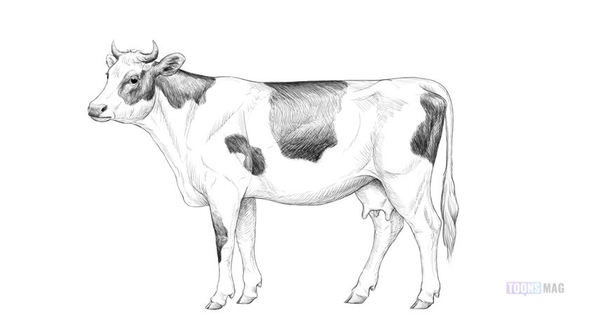 Cow Pencil Drawing Stock Illustrations – 996 Cow Pencil Drawing Stock  Illustrations, Vectors & Clipart - Dreamstime