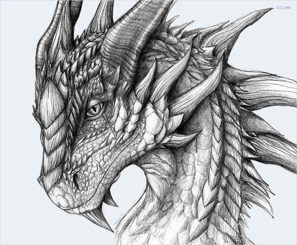 dragon skeleton drawing