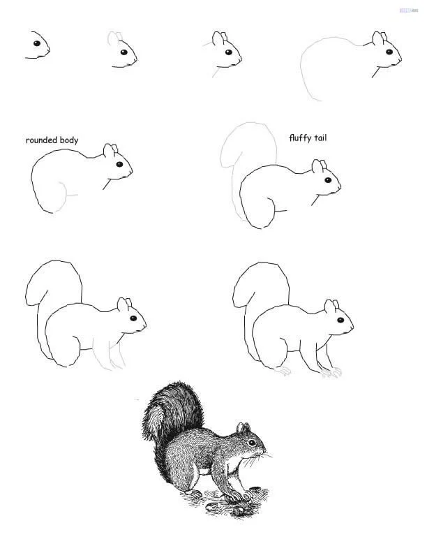 Download Squirrel Drawing Sketch Royalty-Free Stock Illustration Image -  Pixabay