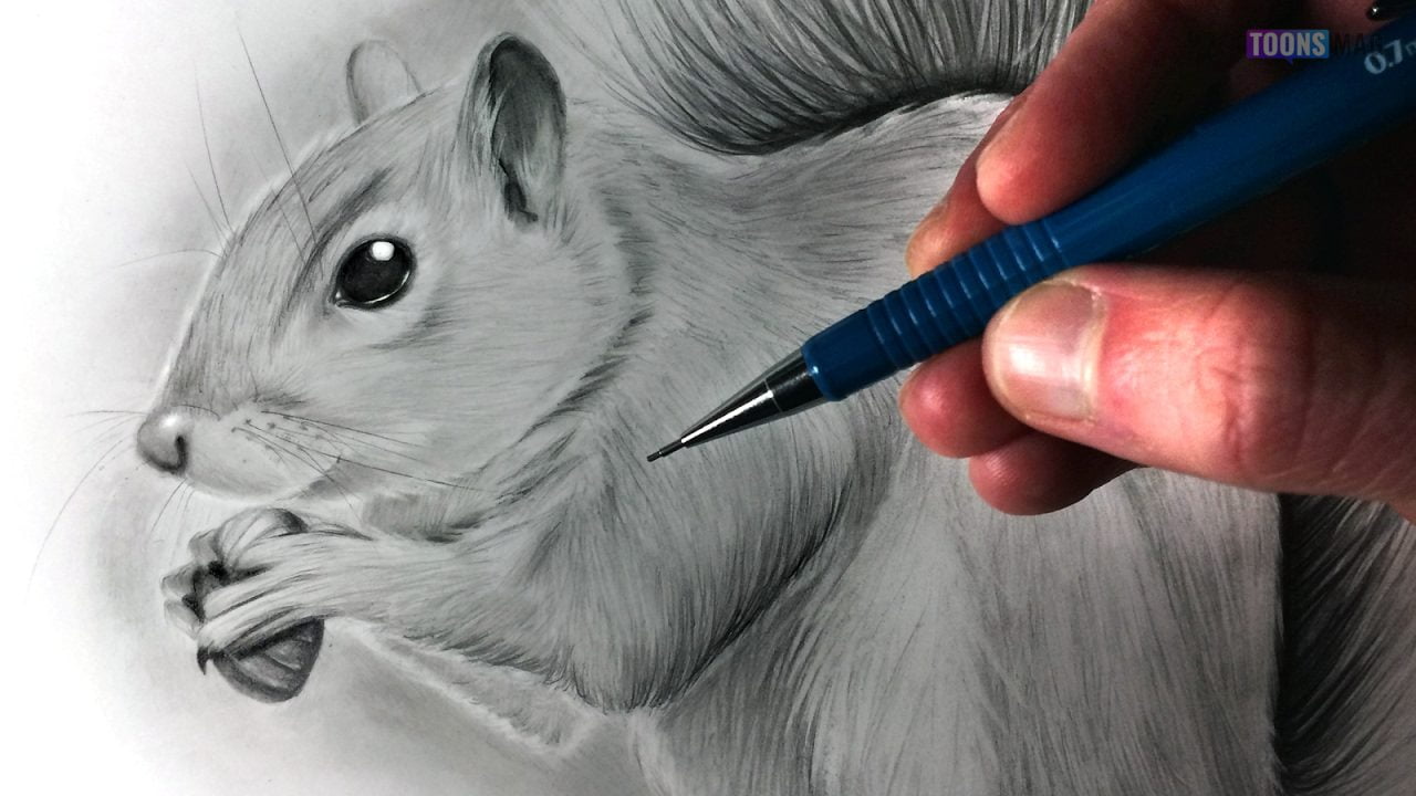 RED SQUIRREL - NATURAL HISTORY COLOURED PENCIL DRAWING :: ONLINE COURSE