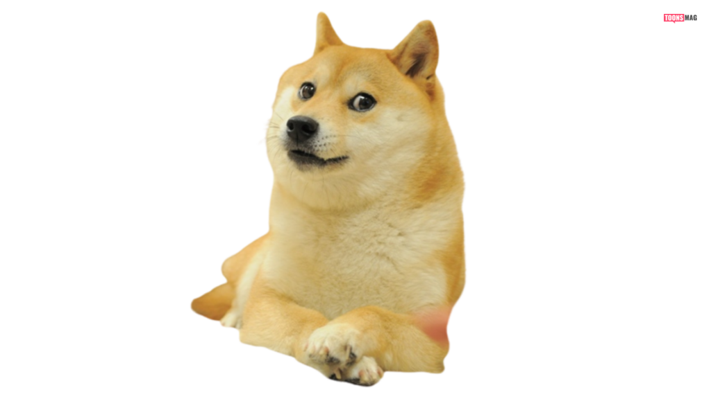 The original photo of Kabosu, a Shiba Inu, that led to the meme